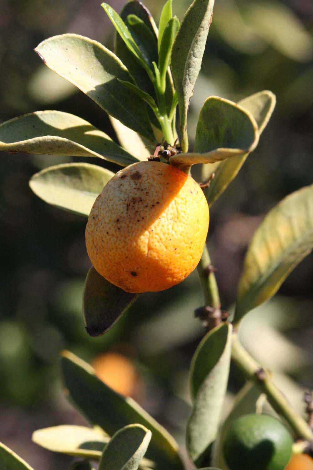            Fruit (Riverside, CA)   